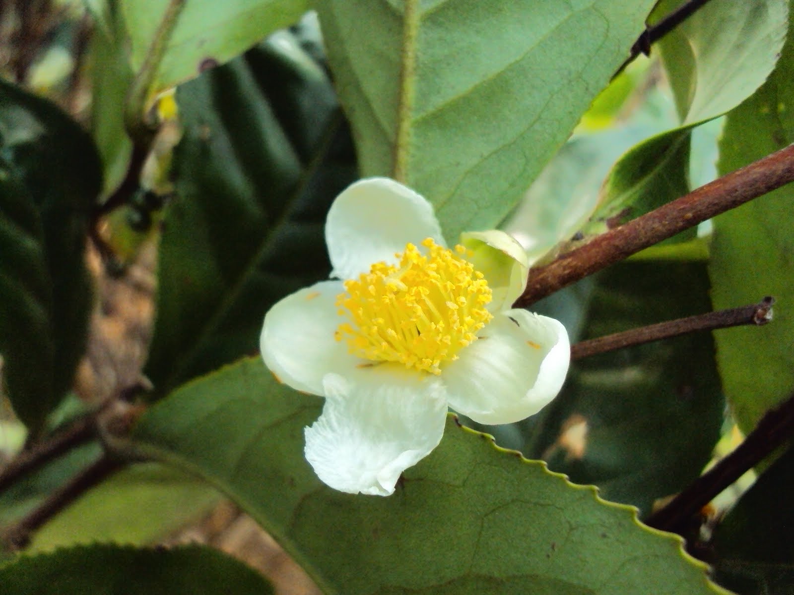 The Travelbug Day Tour in Bolaven Plateau