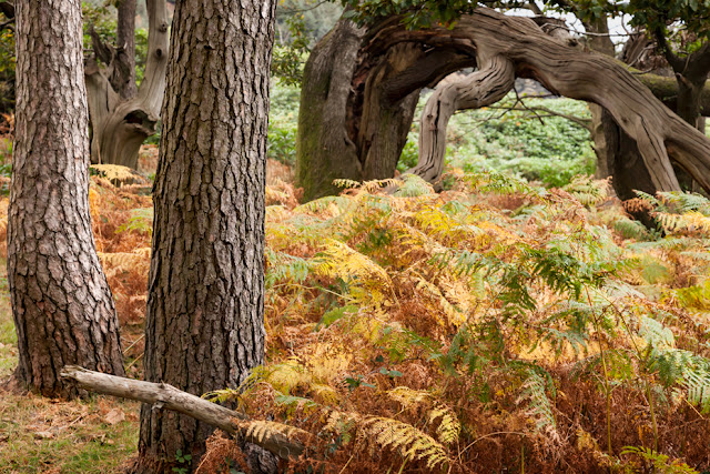 Autumn ferns at Margam Park in South Wales by Martyn Ferry Photography