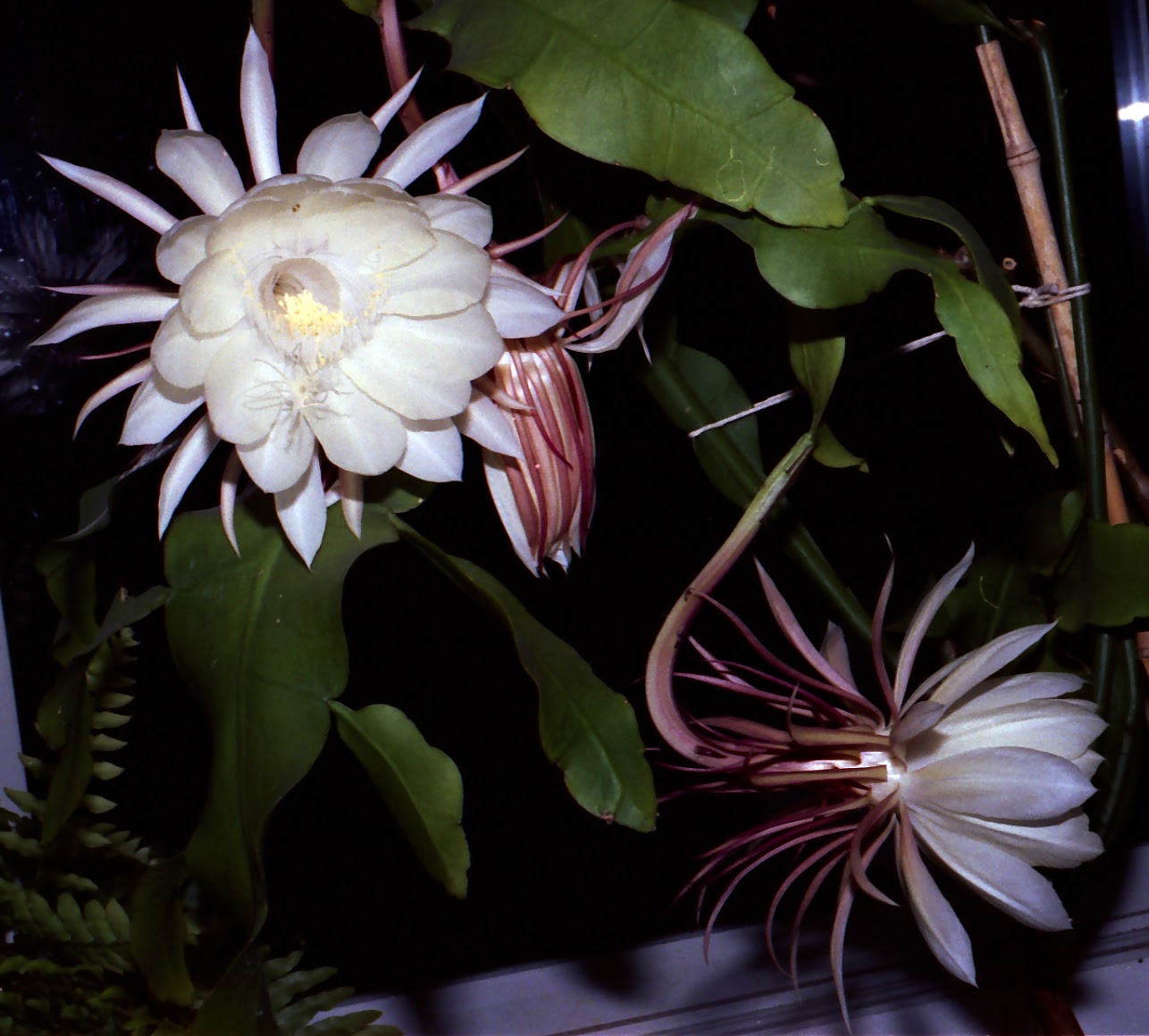 pollinator gardens Night Blooming Cactuses Queens of the subtropical