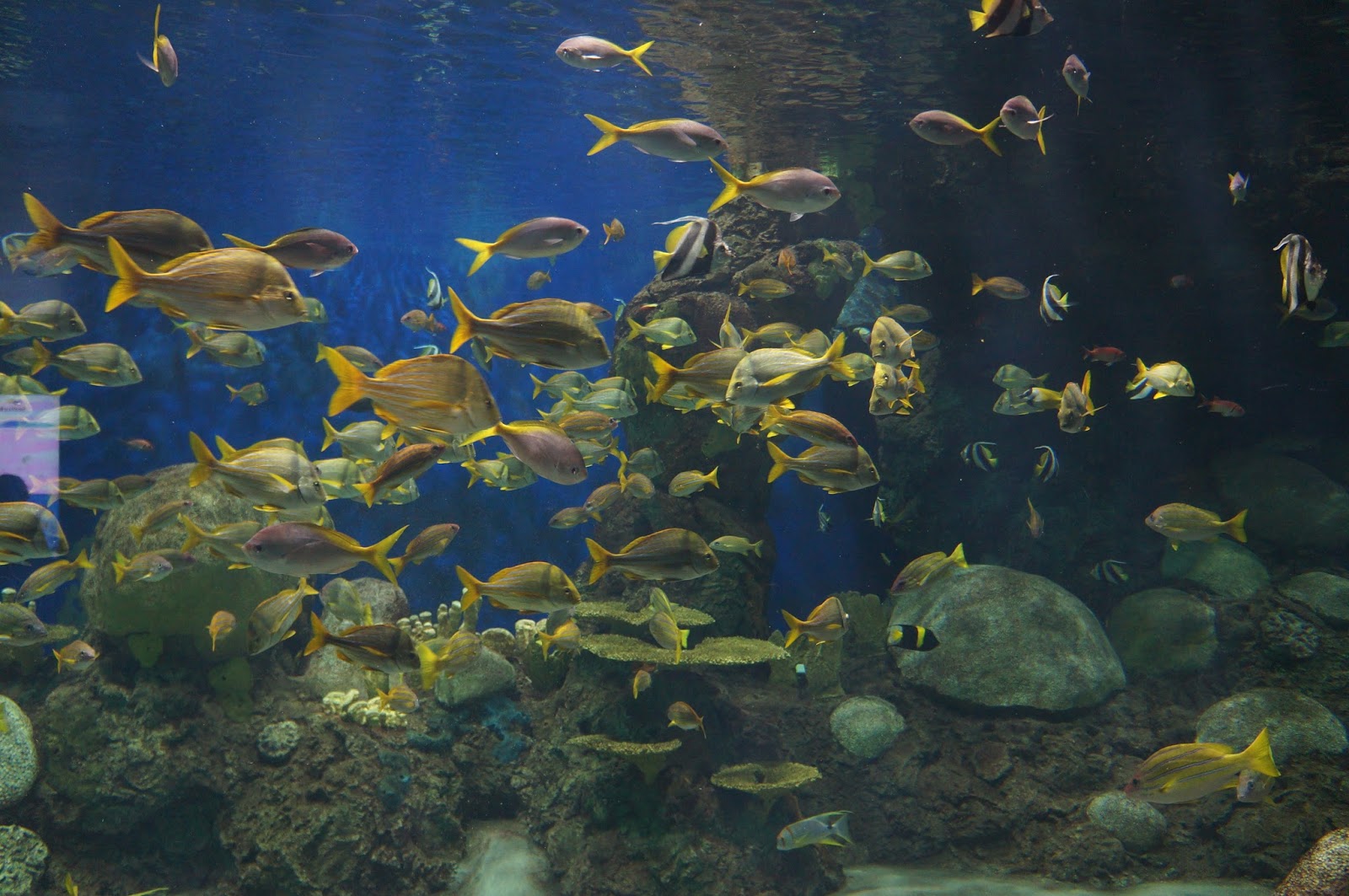 Сонник много живой рыбы. Ocean fish кишинёв. Морской мир сша. Рыба живая во сне. Сонник рыба живая.