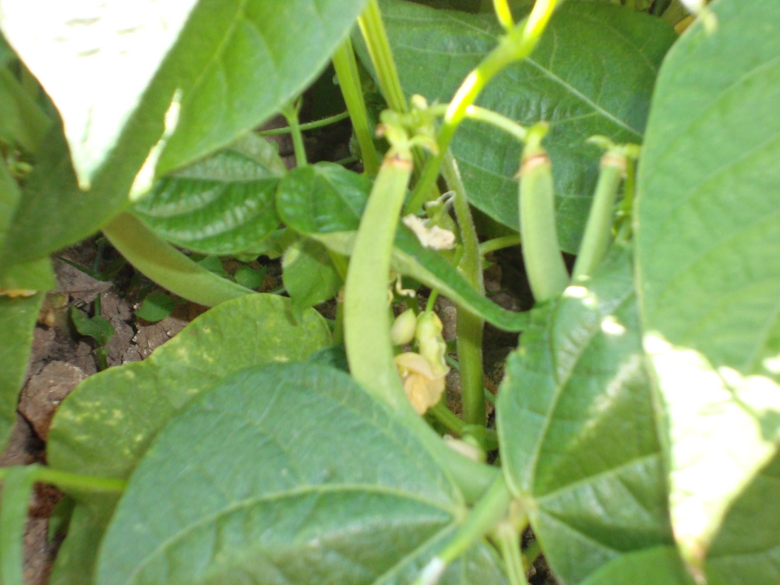 Wendy's Culinary Delights Dwarf French Beans