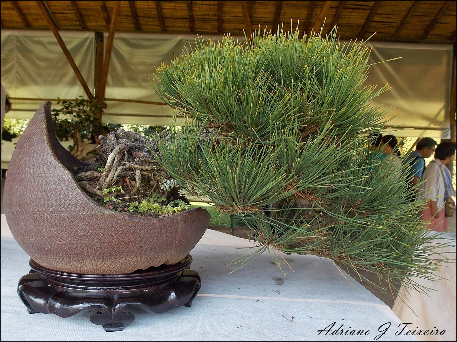 Mundo das Plantas Bonsai