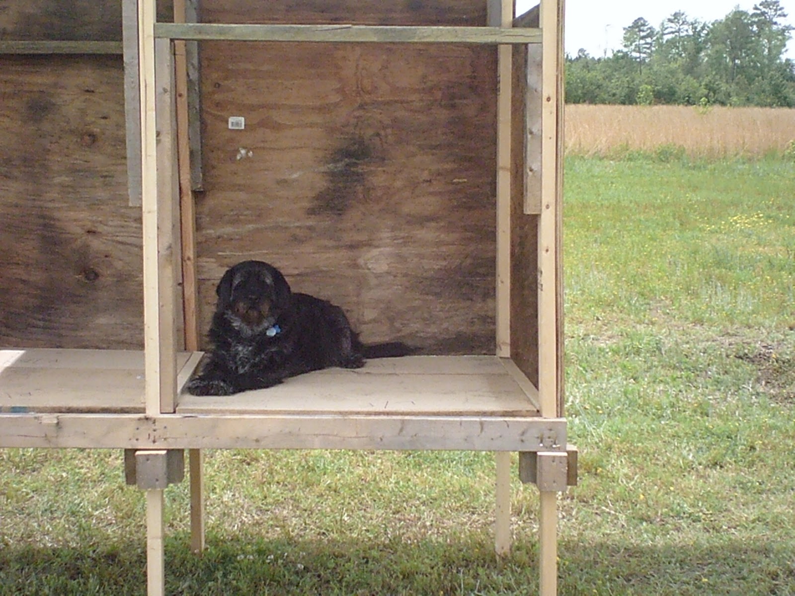 Wormsacrawling farm Daisy's new Dog House