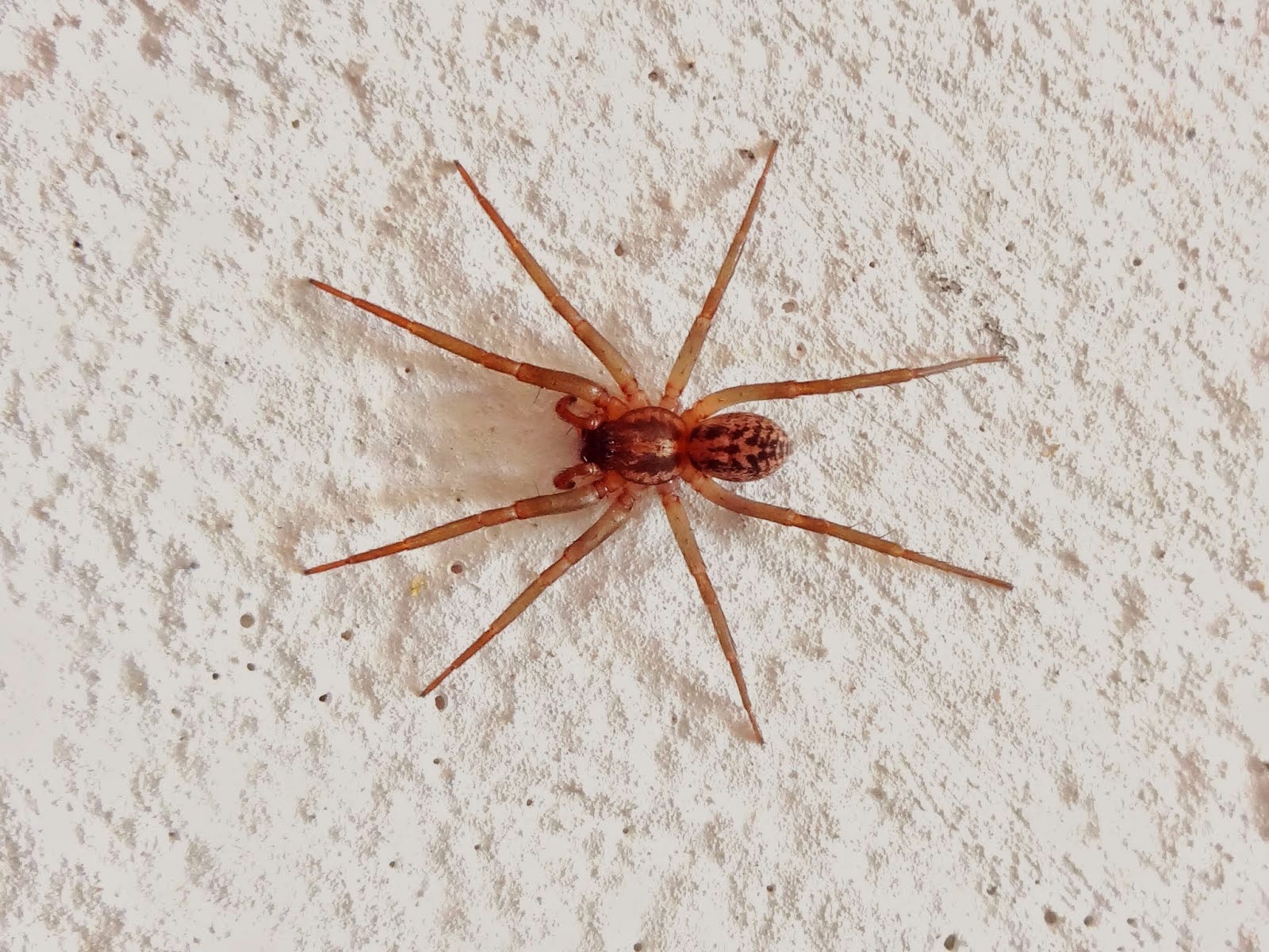 Araneae (grego: arachne; "aranha")