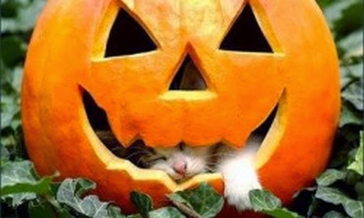 Funny halloween animals2-9