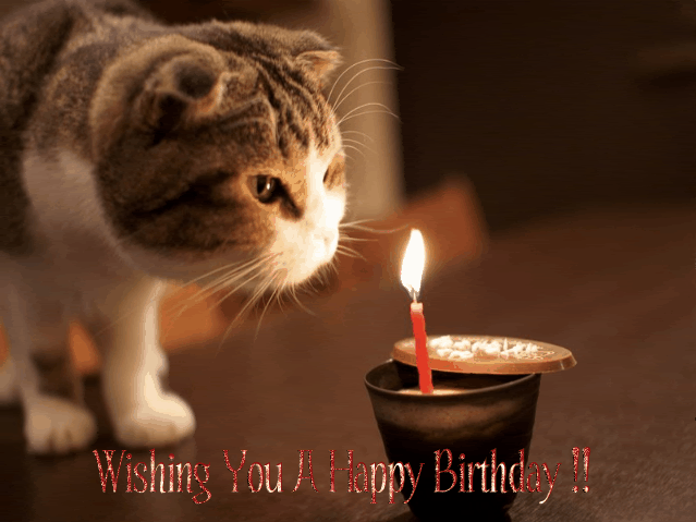 Cat Wishes You Happy Birthday GIF