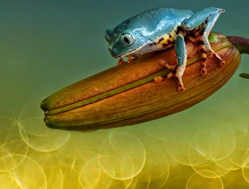 16-Wil-Mijer-Frog-Macro-Photography-www-designstack-co
