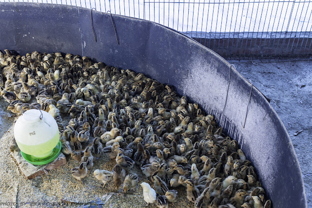 全臺獨家荔枝碗粿就在這！芬園三寶田媽媽，豐富荔枝風味餐、荔枝雞湯值得來嚐鮮！
