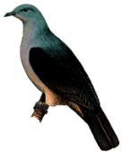 Timor imperial pigeon
