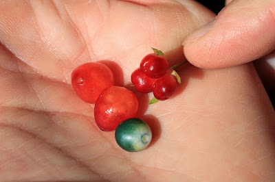A handful of forest berries including Streptopus amplexifolius (left, red), Clintonia uniflora (middle, blue), and Rubus pedatus (right, red)