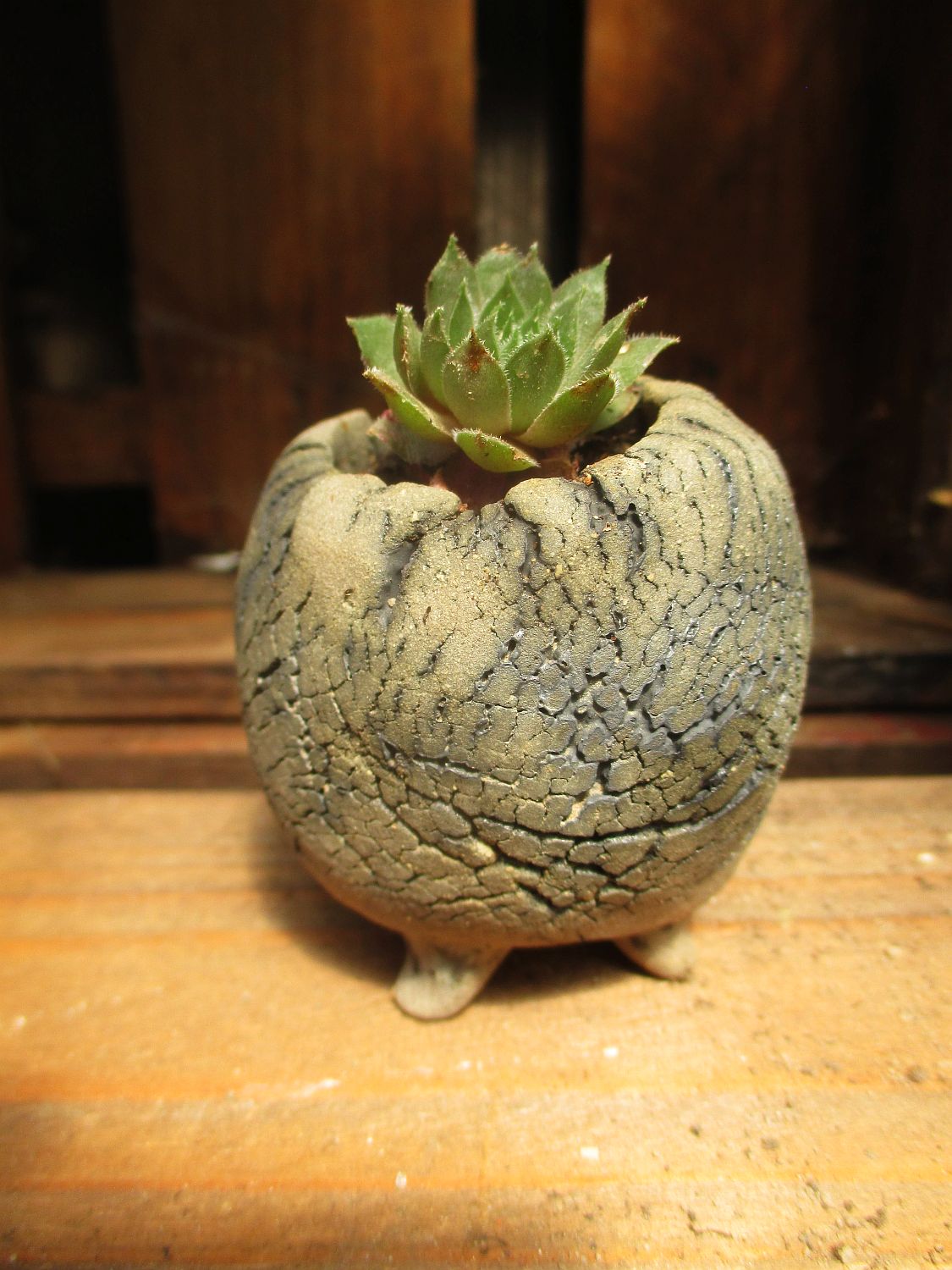 Topfern Fur Den Garten Pflanzgefasse