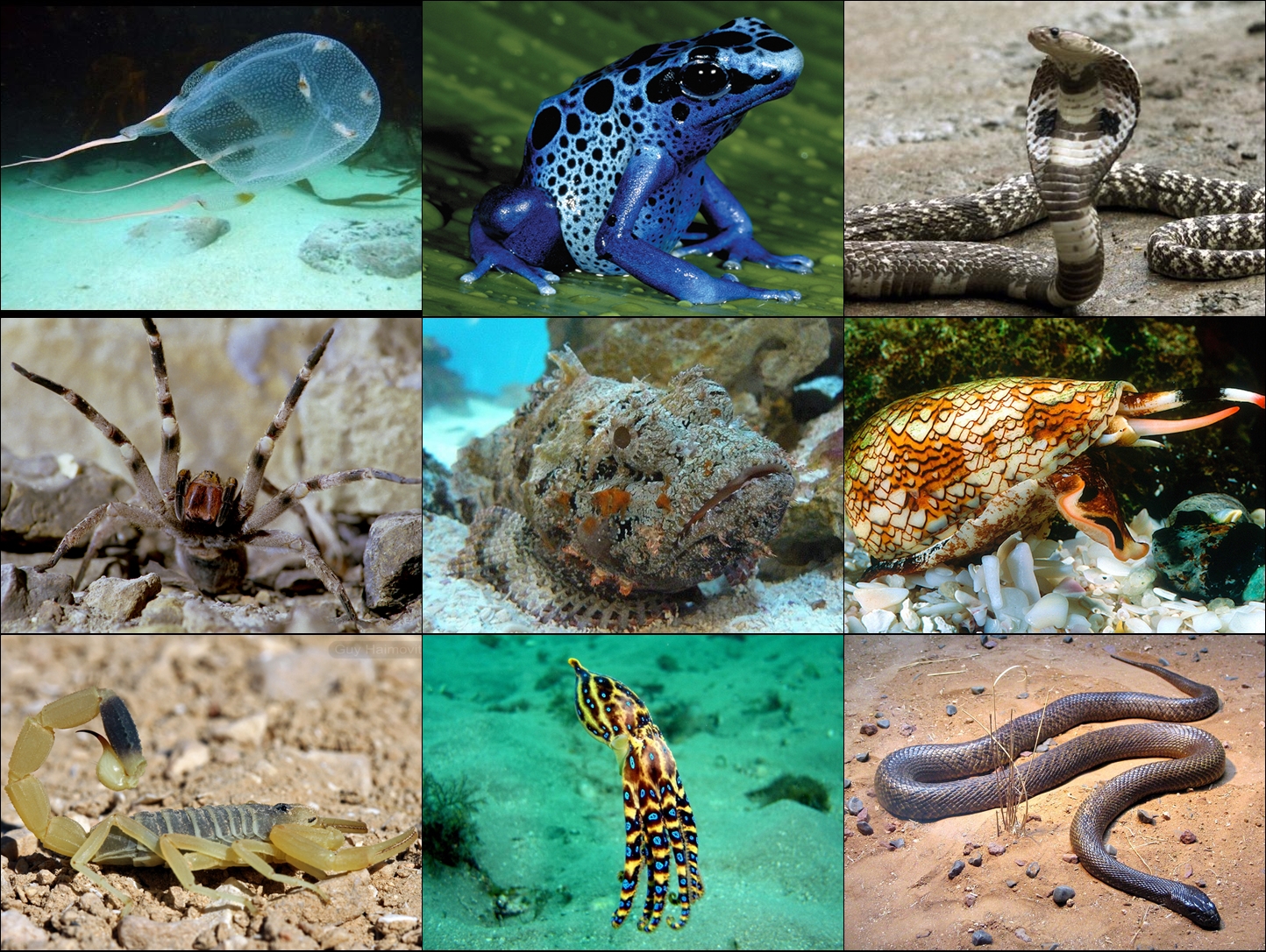 GoBlogCo: Beberapa Hewan Beracun Yang Mematikan Di Dunia