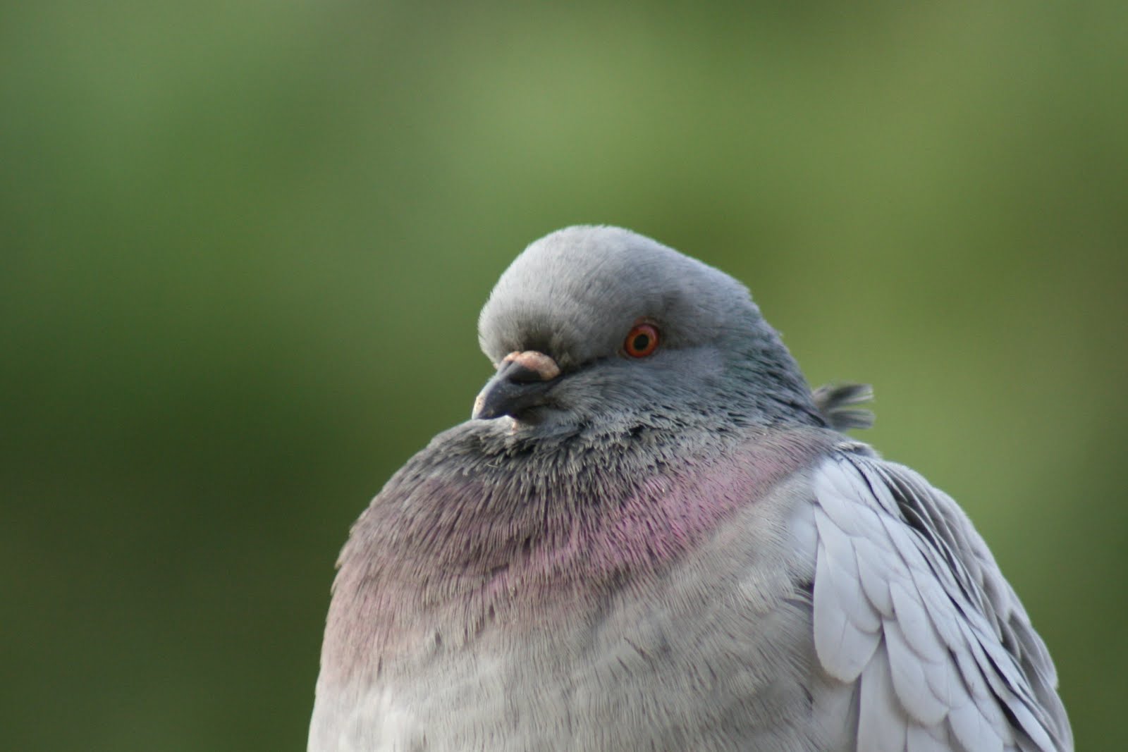 Pajaricos de Murcia Las palomas urbanas (y 2)