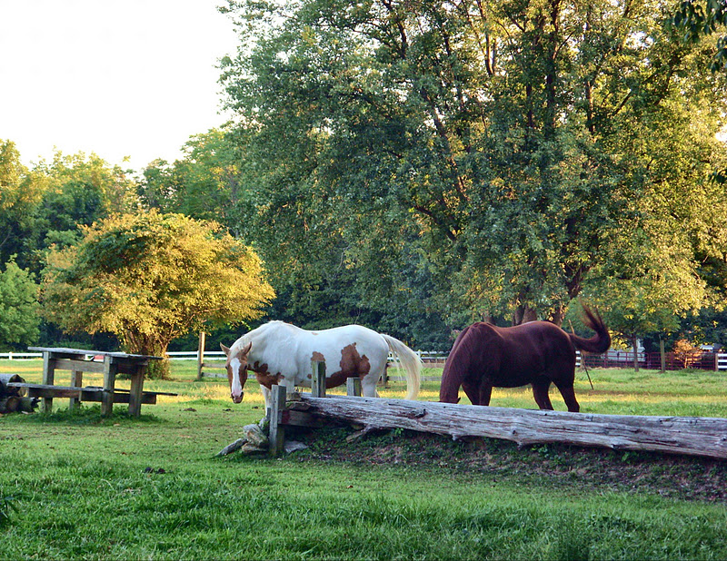 Random Thoughts & Travels Horses from Winton Woods Riding Center