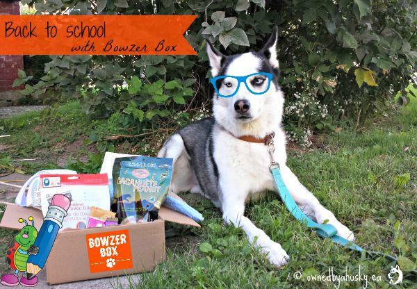 Bowzer Box monthly dog subscription box