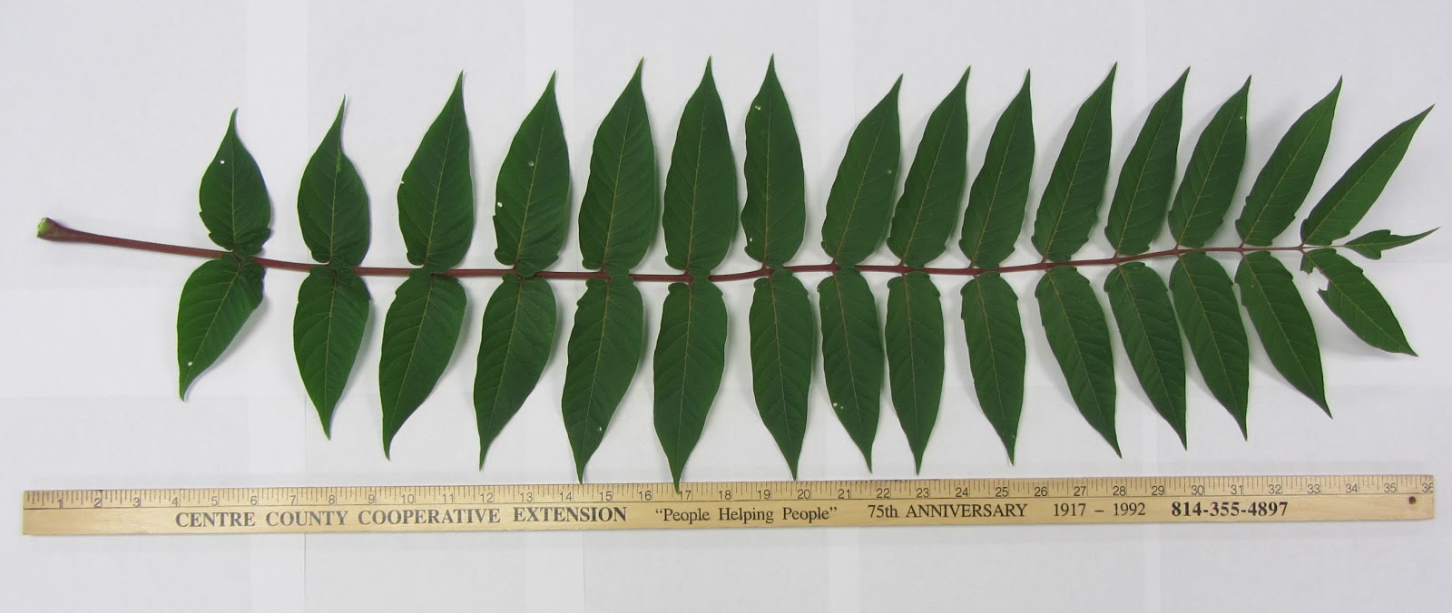 Central Pennsylvania Forestry Identifying Tree of Heaven and Native