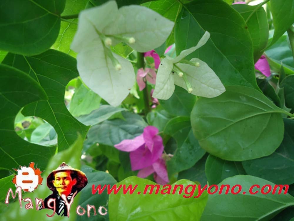 Cara Memperbanyak Dan Stek Bunga Bougenville