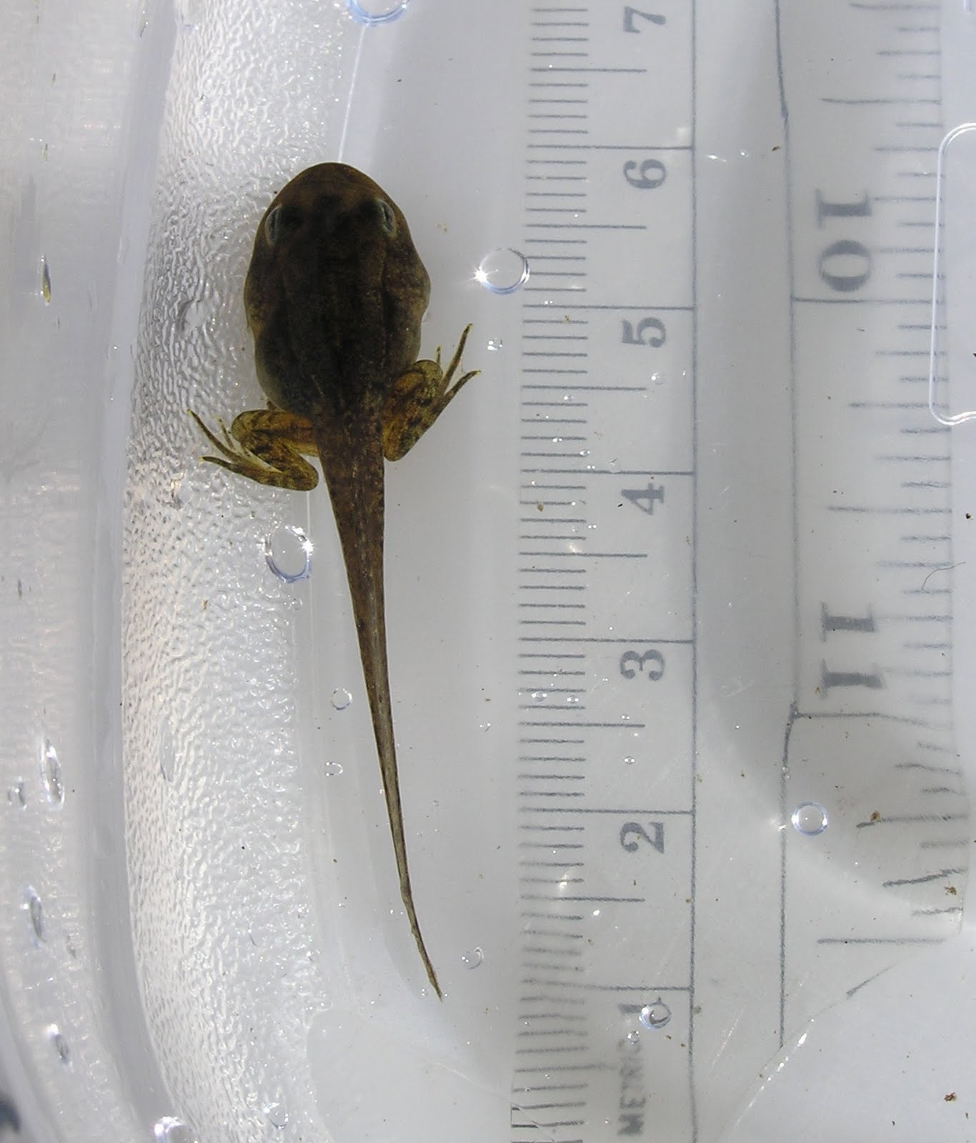 Duluth Frog Blog Wood Froglets