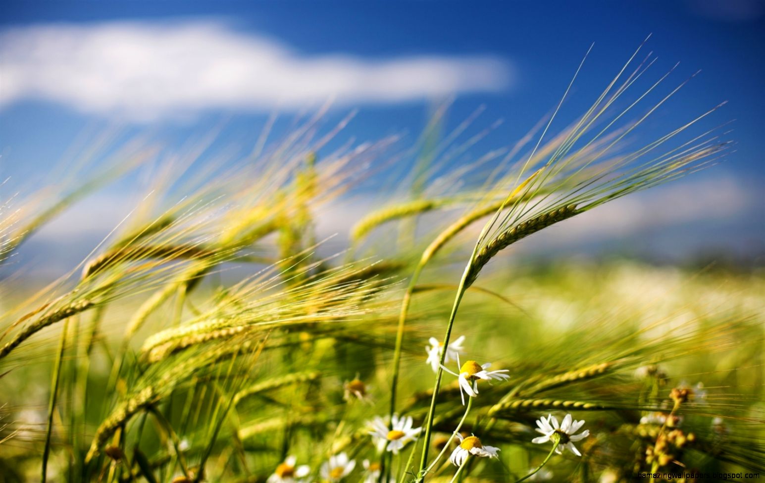 Summer wheat and wildflowers Wallpaper  1680x1050 resolution