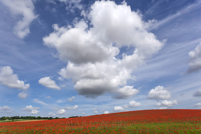 Bright red poppies in the morning sun under a blue sky and white clouds outside Royston in Hertfordshire by Martyn Ferry Photography