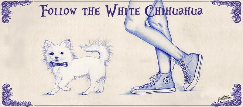 Follow the White Chihuahua