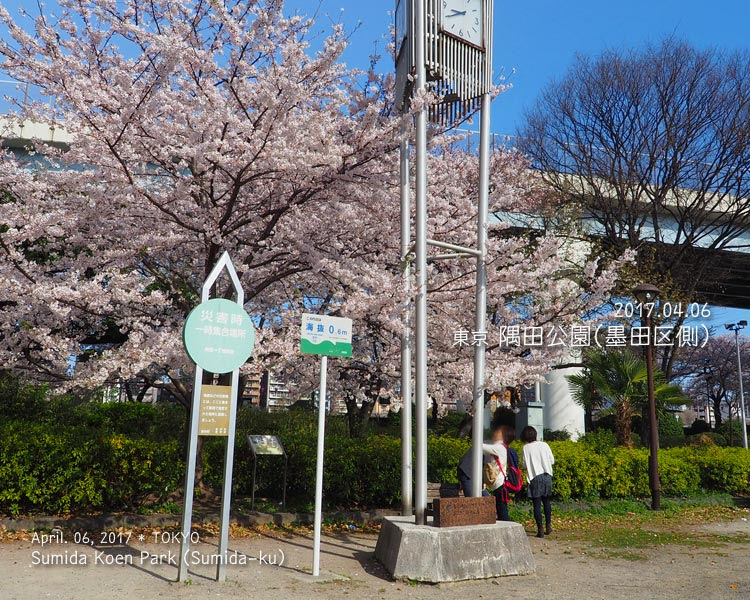 隅田公園の桜並木（墨田区側）