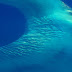Карибско море издавало неземни звуци (видео)