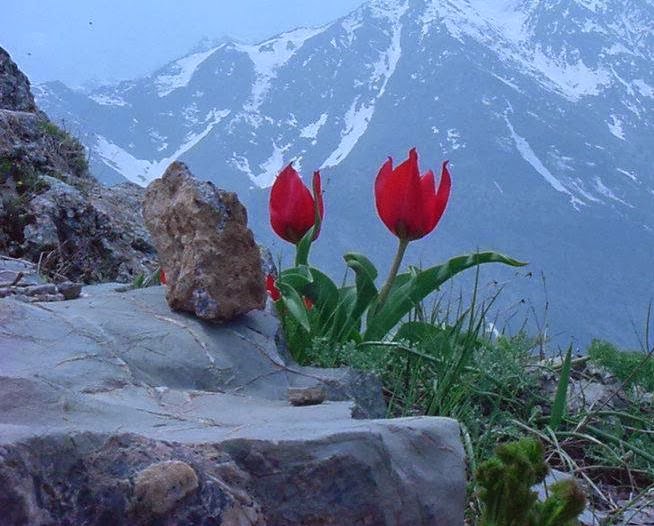 Şubat 2014 Allah Ne Verdiyse