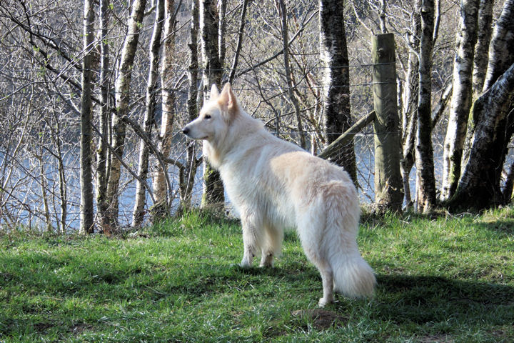 White Long Haired German Shepherd | Dog German Shepherds