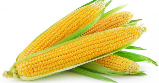 Tanaman Jagung Dan Perkembang Biakkannya