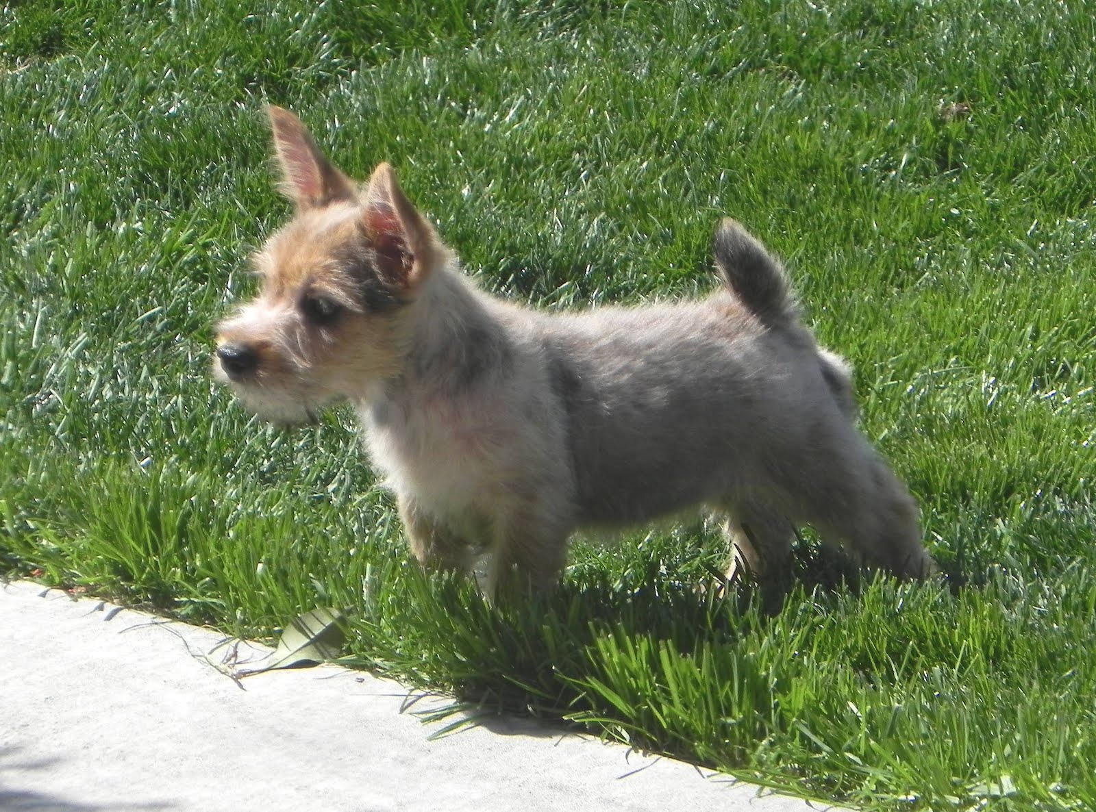 White Diamond Terriers: Zoe's puppies at 10 weeks old.