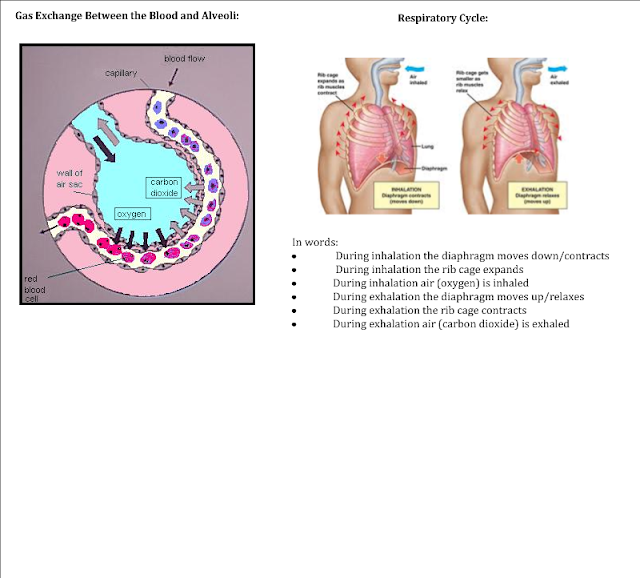 Miss Jeffrey's SBI3C: Study Guide Answers