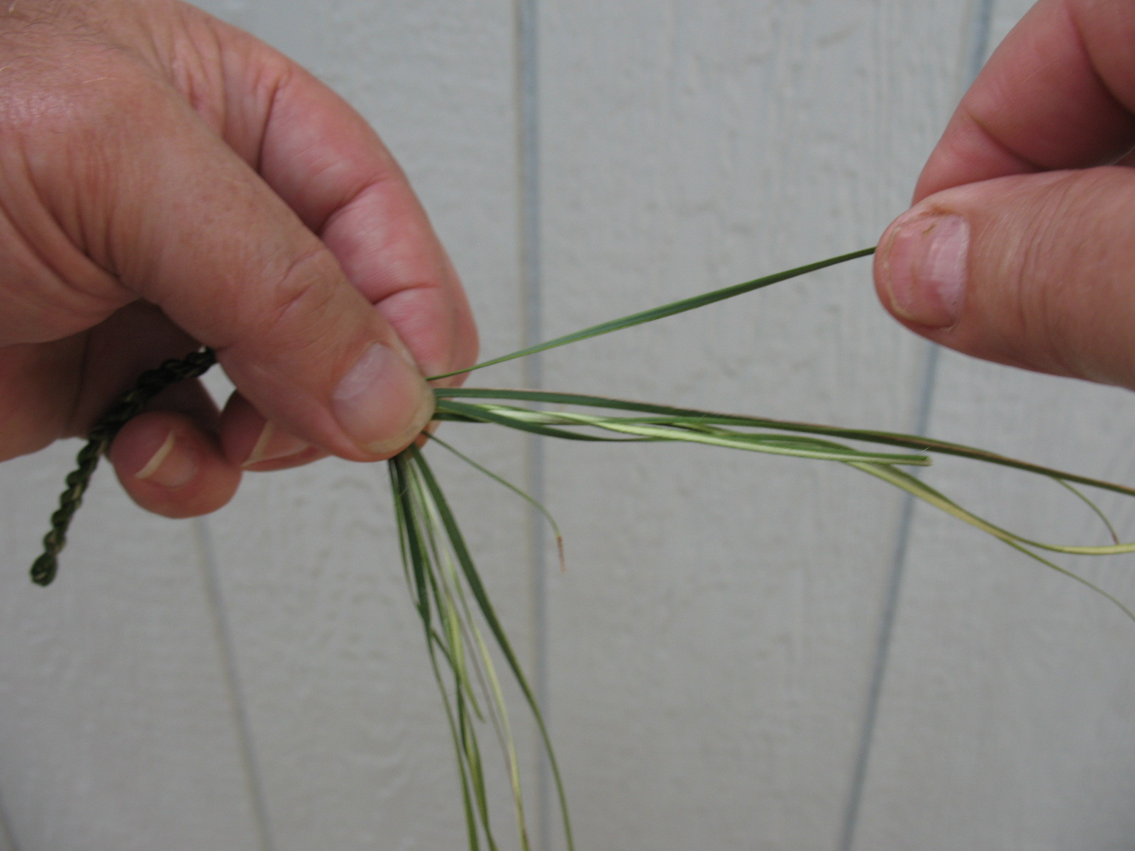 Sensible Survival: Survival Fishing - Make a Yucca Fishing Line
