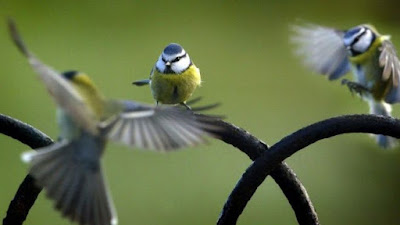 Too Much Weather !!! - Page 2 Birdwatchbluetits