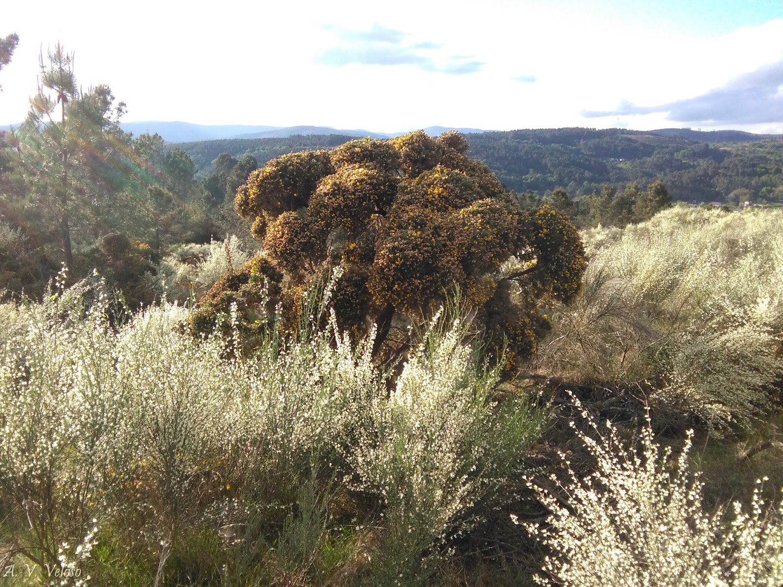 El tojo Ulex europaeus