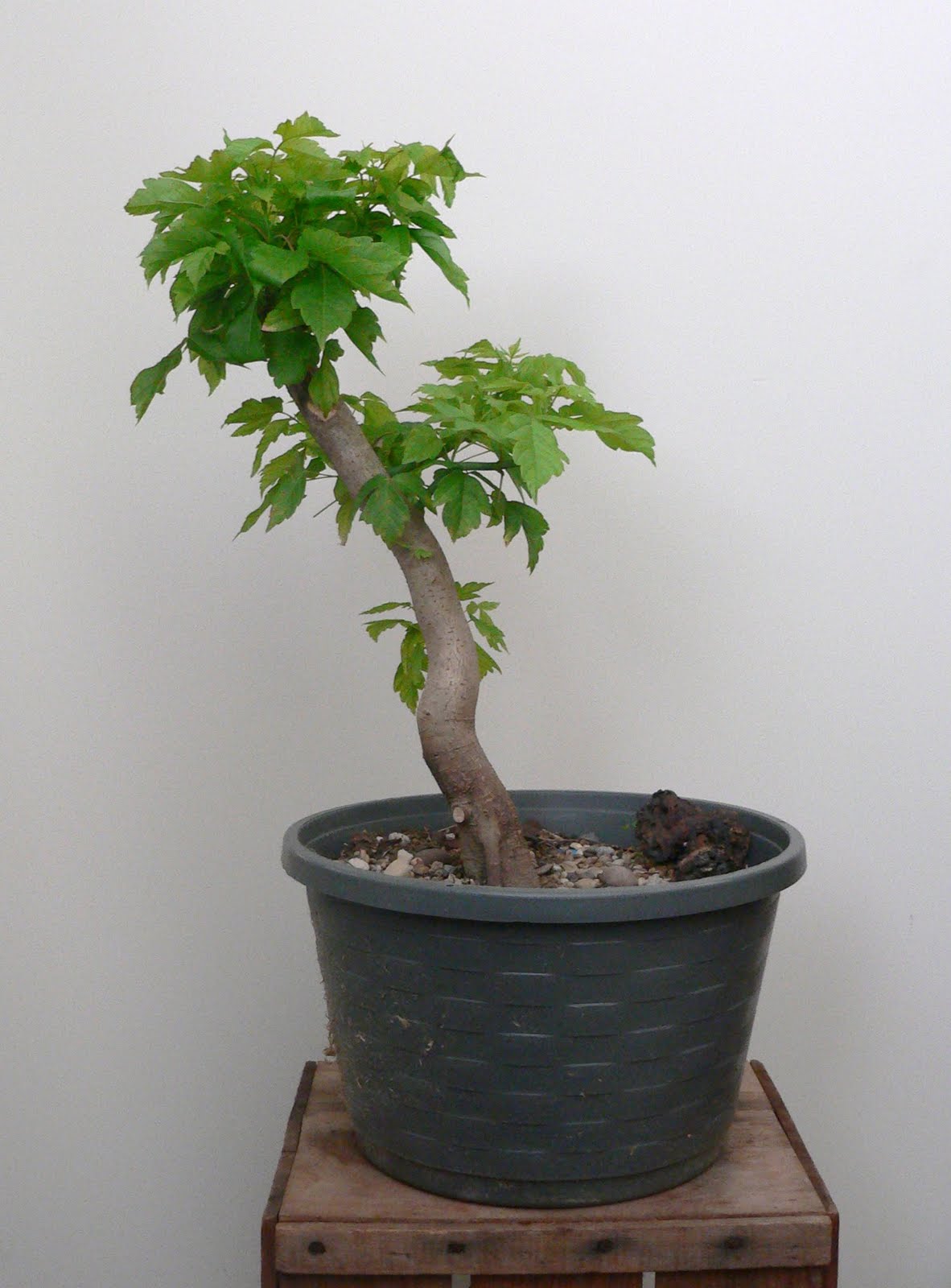 Laser Beam Bonsai box elder bonsai