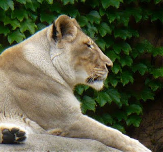 Female Lion - Lincoln Park Zoo, Chicago