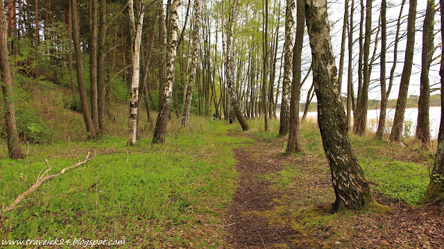 Ocypel, Bory Tucholskie