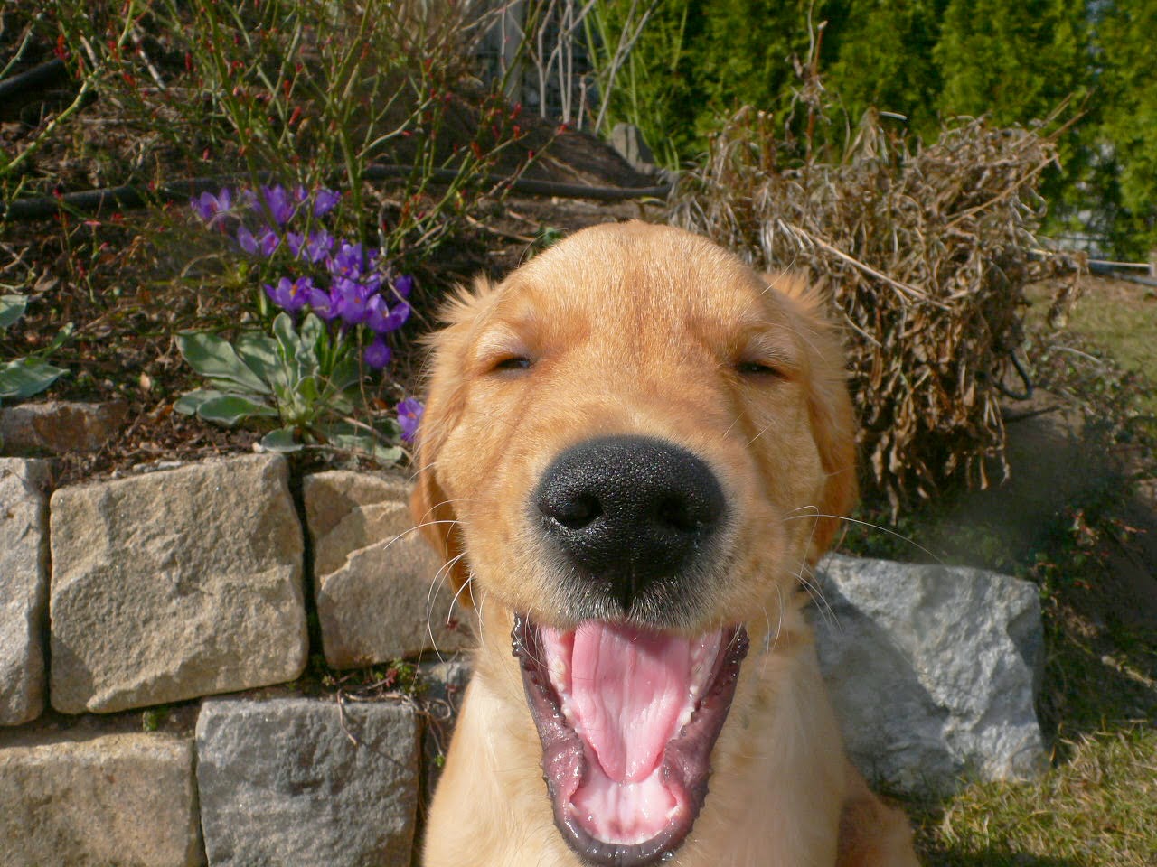  the hund Mein erster Frühling