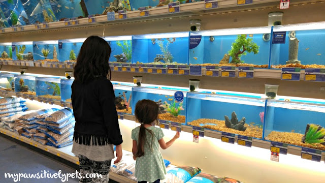 Browsing the fish at PetSmart