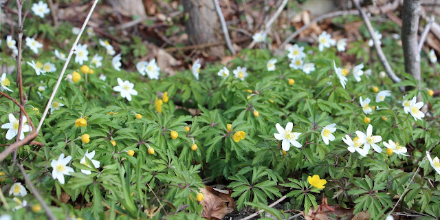 Gul anemone