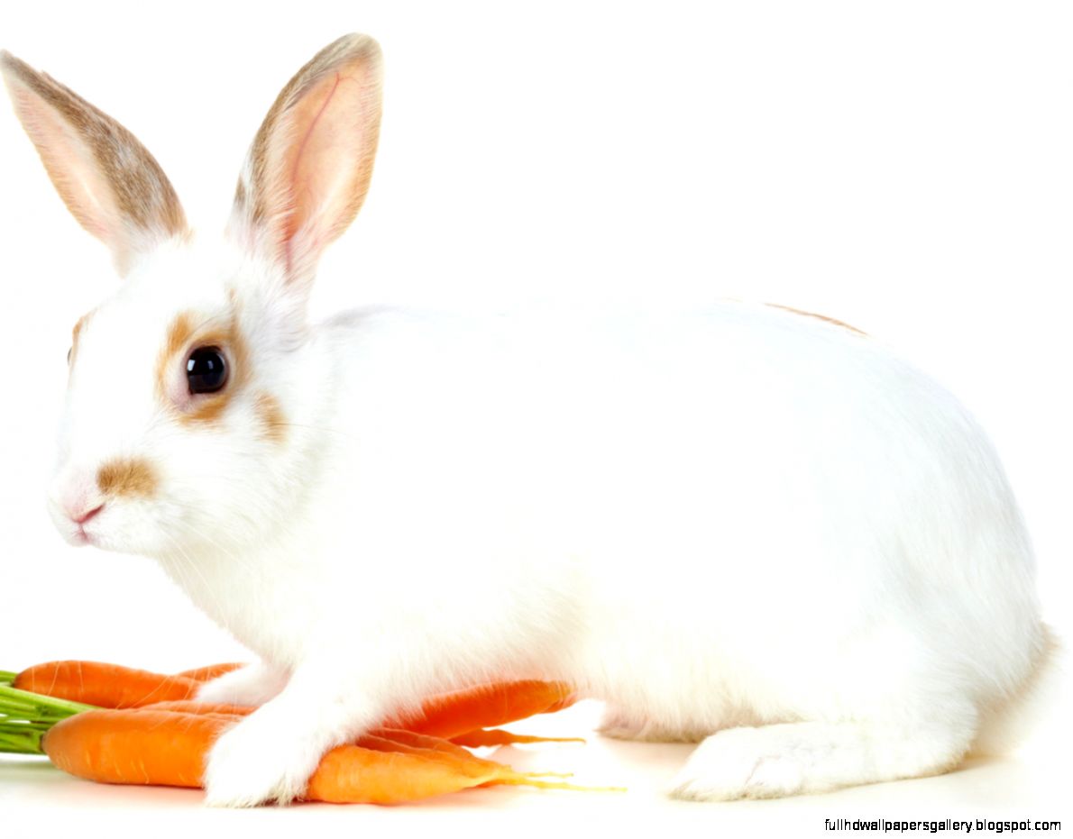 Cute Rabbit Wallpaper Clean White  Best HD Wallpapers