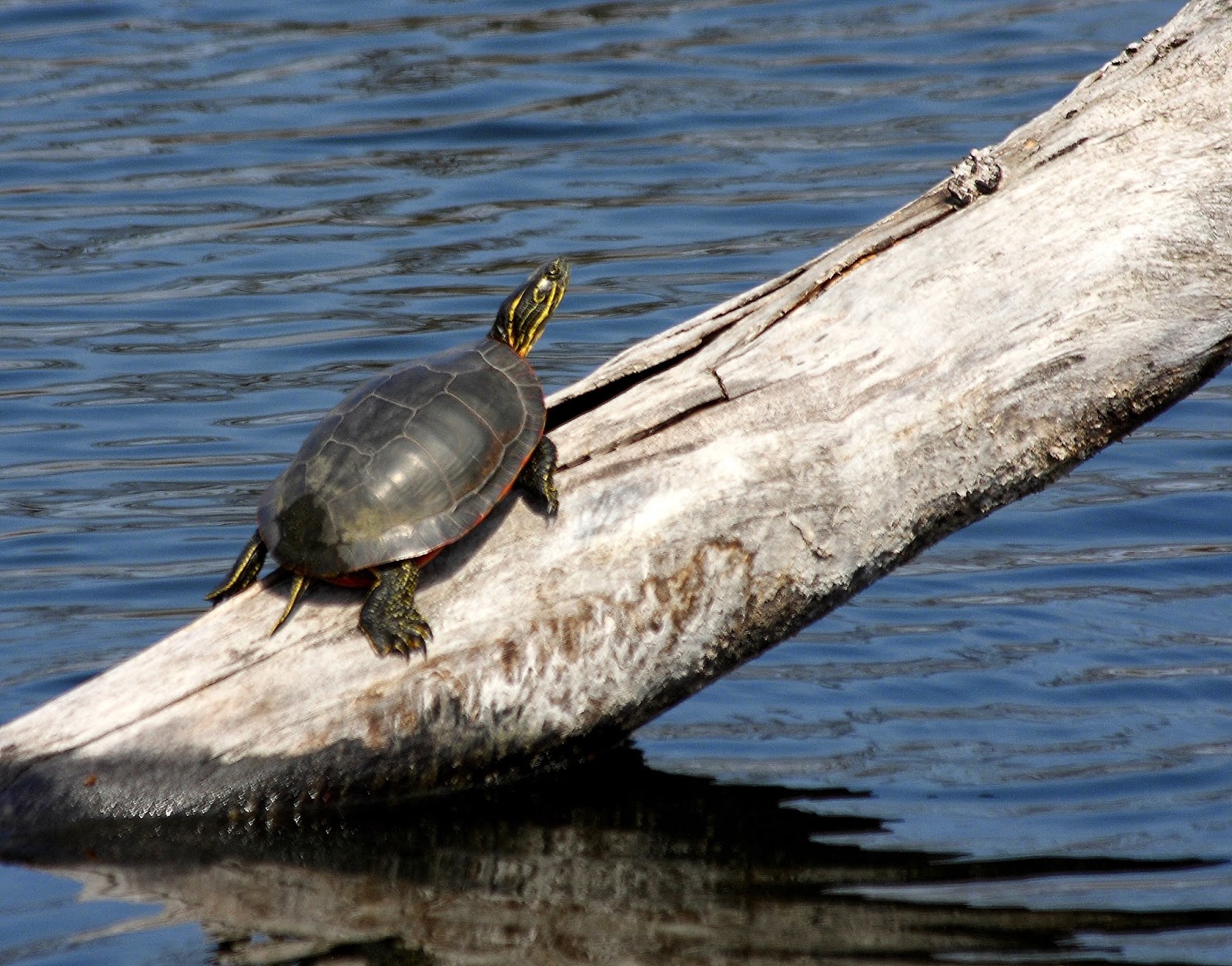 Reflections: Ada Hayden Heritage Park: Apr 12, 2014: Northern Painted