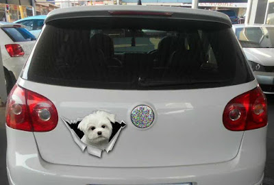 Bichon maltes mareado en el coche perro maltes mareos en coche
