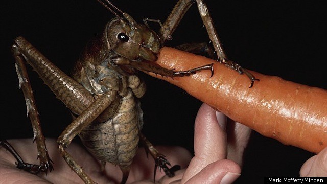 GIANT-WETA-WORLDS-LARGEST-INSECT.jpg