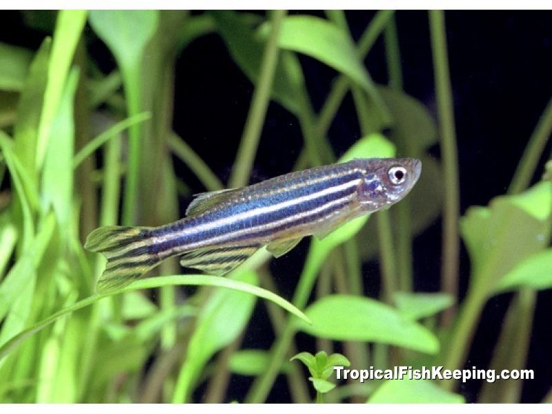 Budidaya Ikan Zebra (Zebra, Zebra Danio, Striped Danio) Budidaya Ikan Zebra (Zebra, Zebra Danio, Striped Danio)