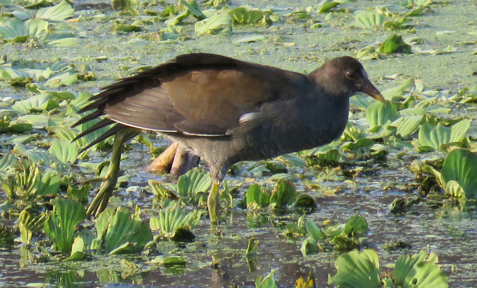 Bird & Travel Photos, Birding Sites, Bird Information JUVENILE COMMON