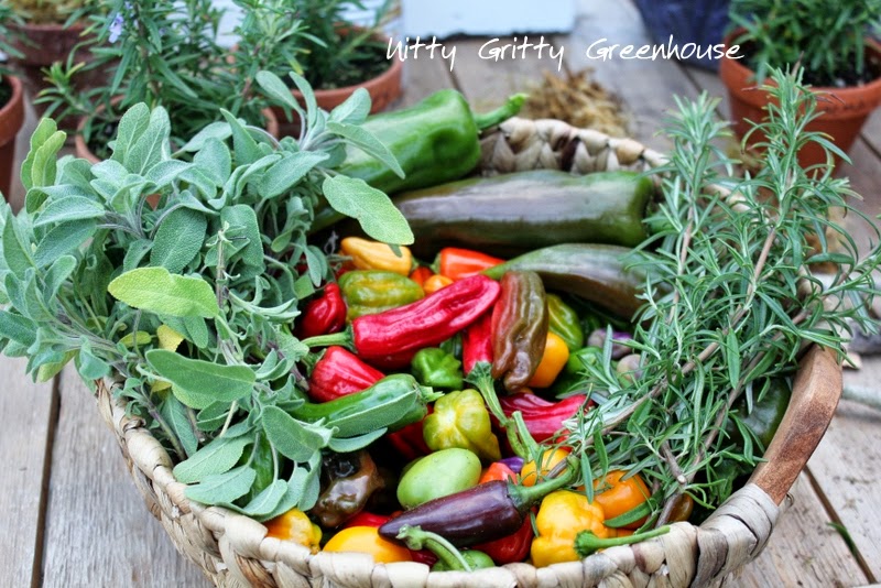 Growing Great Peppers, Eggplants & Tomatoes