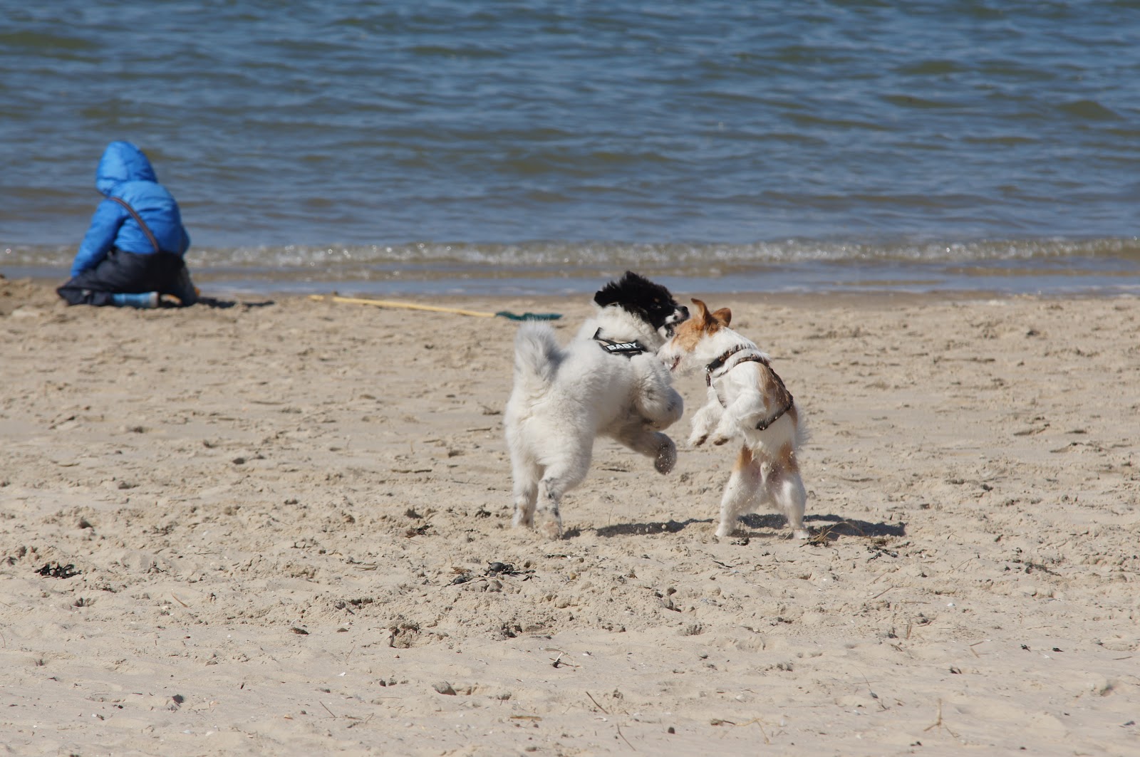 Unser Hund Aslan 2012