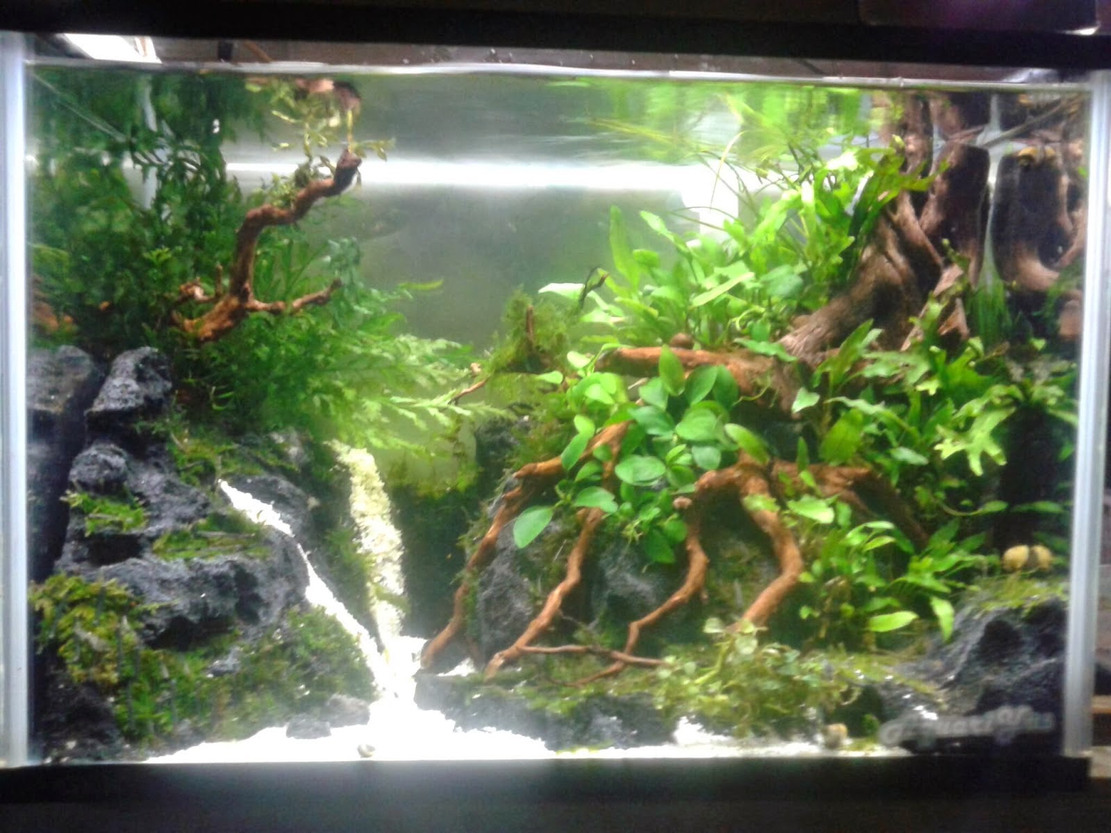 Gambar Desain Aquascape Blog Images